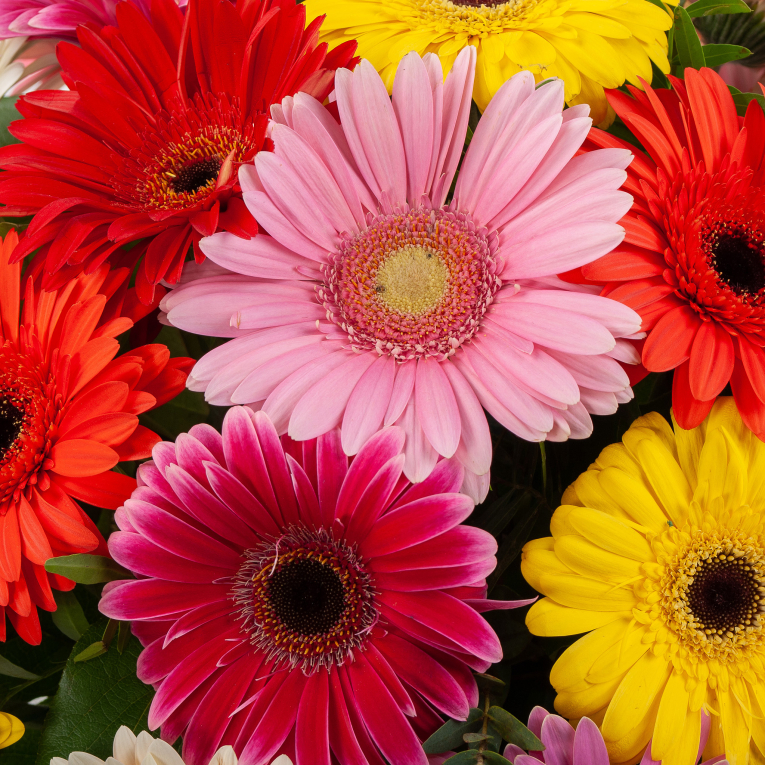 Букет в коробке Песня звезд (макси)