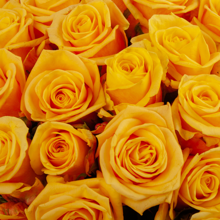 Букет 51 роза Апельсиновый джаз