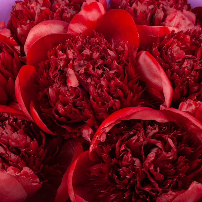 Букет 9 пионов Страстный порыв