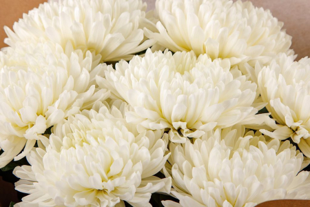 Букет из 7 белых хризантем Сингл