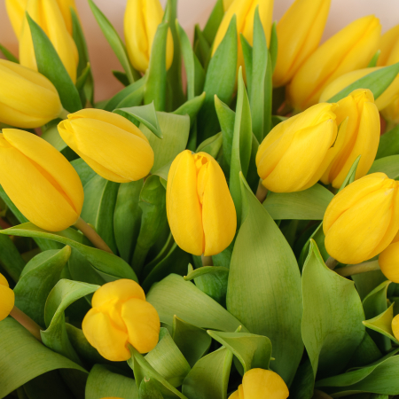 Букет 35 желтых тюльпанов