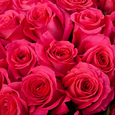 Букет 75 роз Пинк Флойд (Эквадор), 60 см