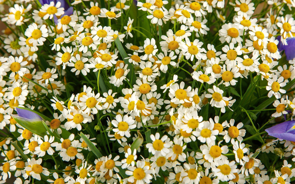 Букет Луговой тропой