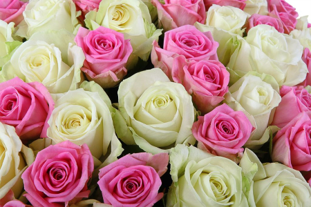 Букет Нежное настроение, 101 роза