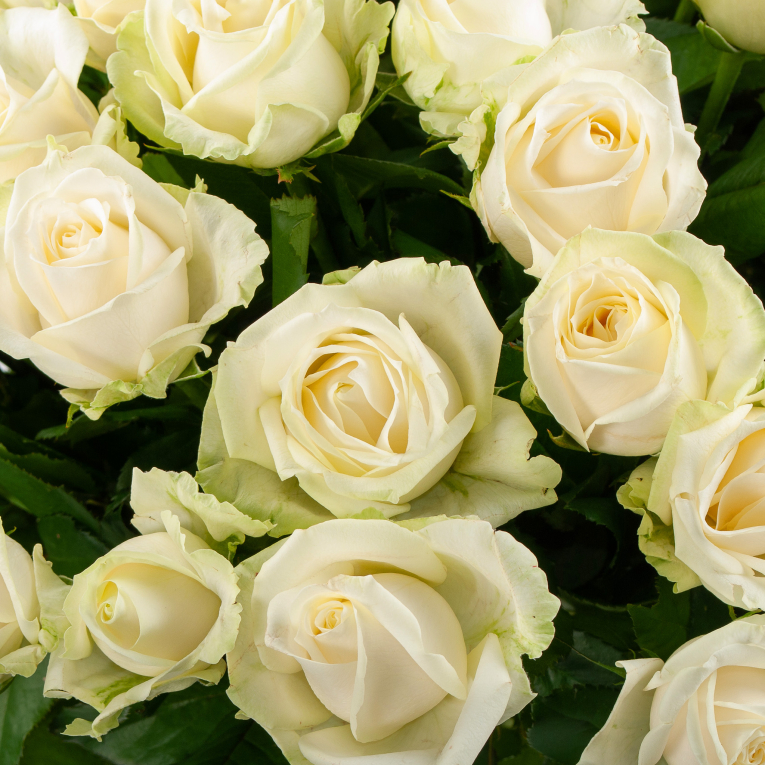 Букет 51 роза Аваланш 50/60 см