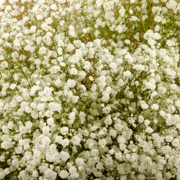 Букет из гипсофилы Белая дымка