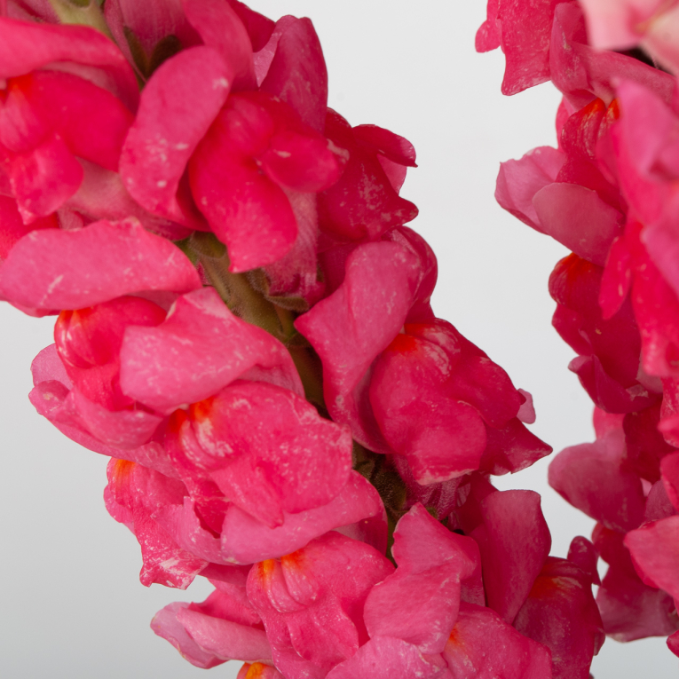 Антирринум розовый (3 шт.)