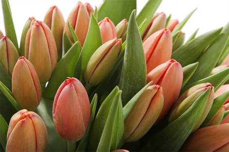 Букет 51 королевский тюльпан в голубой коробке, коралловые