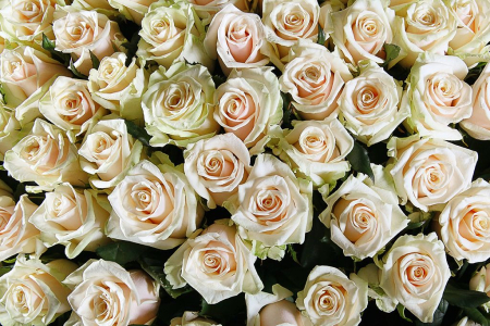 Букет 501 роза Талея в корзине