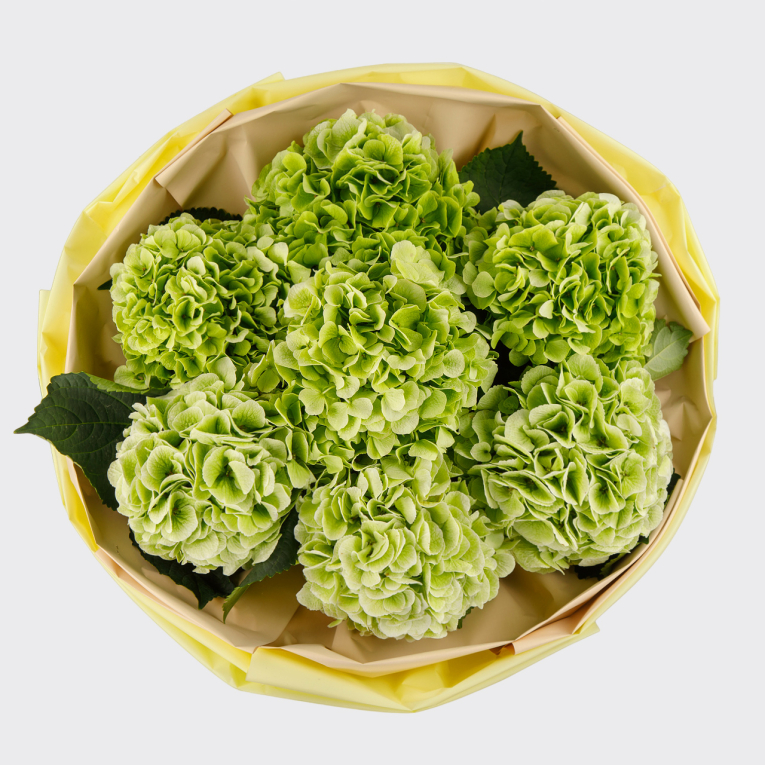 Букет из гортензии Мятный бриз