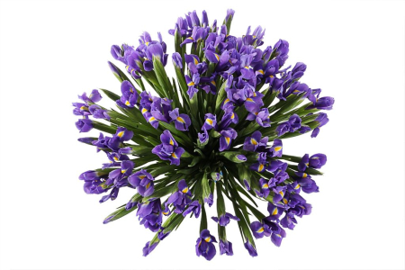 Букет из ирисов Ириска (мега)