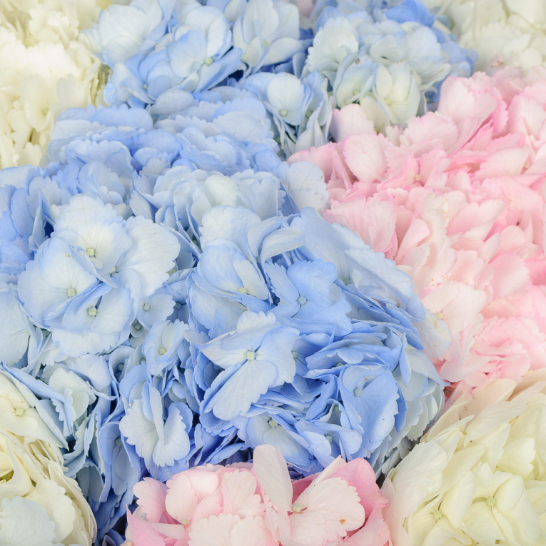 Букет 21 гортензий Цветочные облака