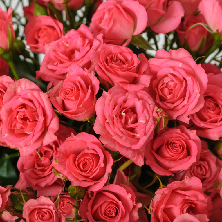 Букет 19 кустовых роз Лидия (50 см)