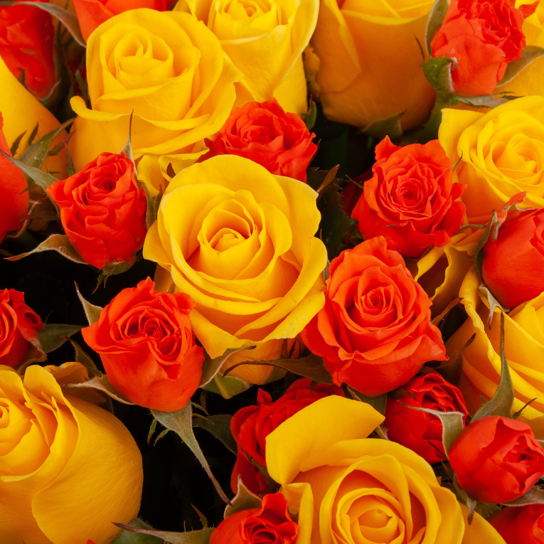 Букет из 51 розы Цитрусовый микс