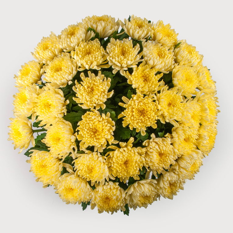 Букет из 35 желтых хризантем Сингл + Десерт в ПОДАРОК!