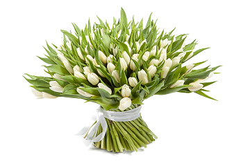 Букет 151 тюльпан, белые