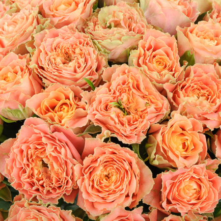 Букет из 51 розы Персиковое удовольствие