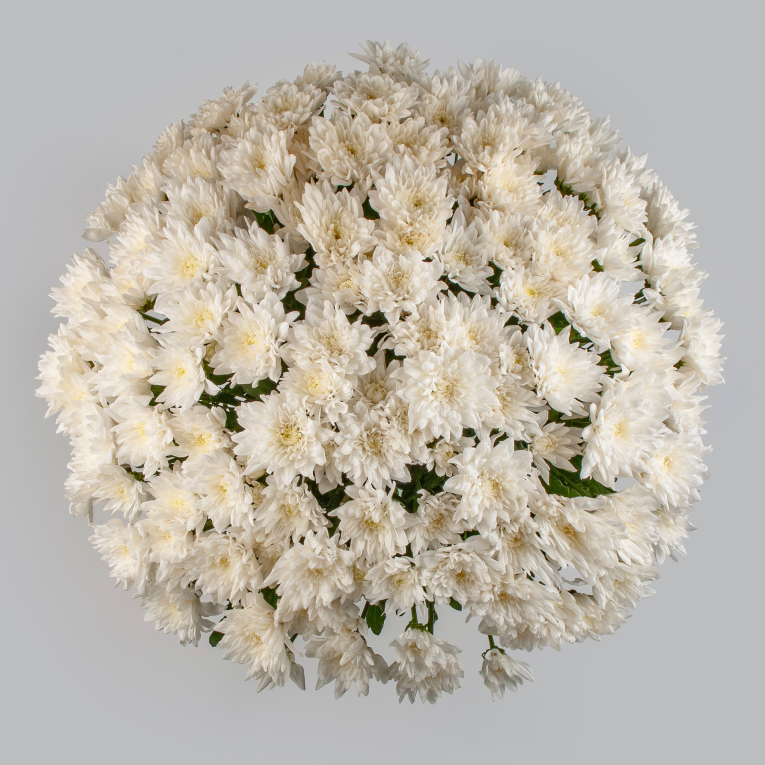 Букет 25 белых кустовых хризантем