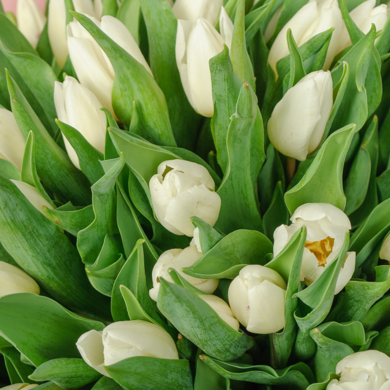 Букет 101 тюльпан, белые
