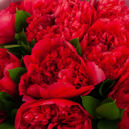 Букет из 9 пионов Алый бархат