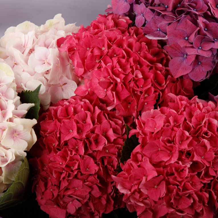 Букет из гортензии Свидание с мечтой