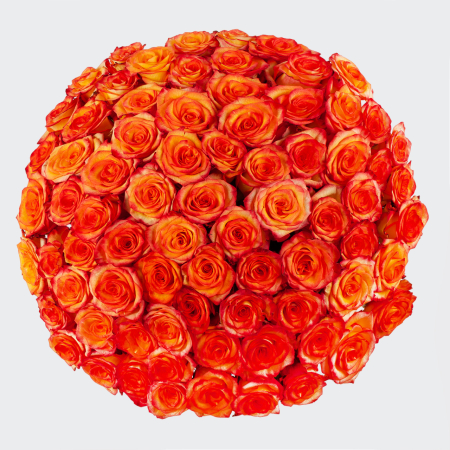 Букет 75 роз Хай Мэджик (Эквадор), 60 см