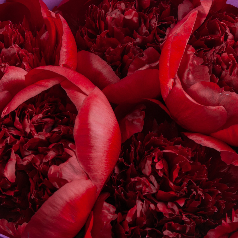 Букет 5 пионов Страстный порыв