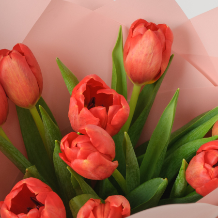 Букет 9 красных тюльпанов