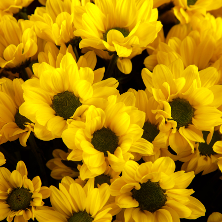 Букет желтых хризантем Солнечный вояж