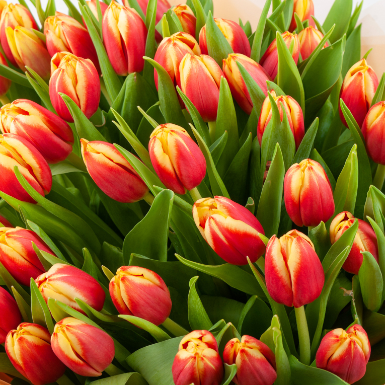 Букет 51 тюльпан Весеннее пламя
