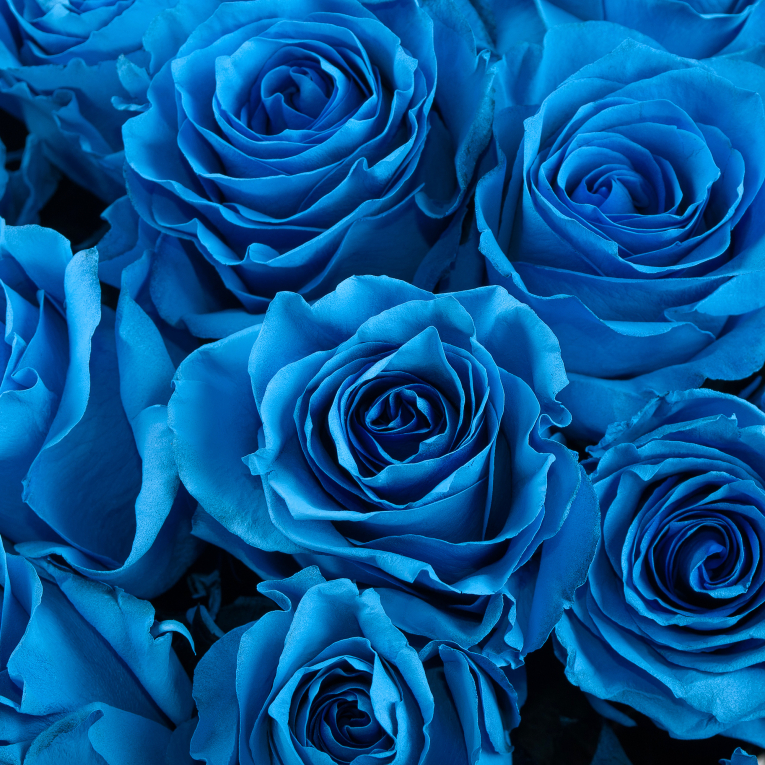 Букет 51 роза Поцелуй Мальвины