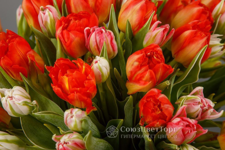 Букет 51 тюльпан, красно-розовые