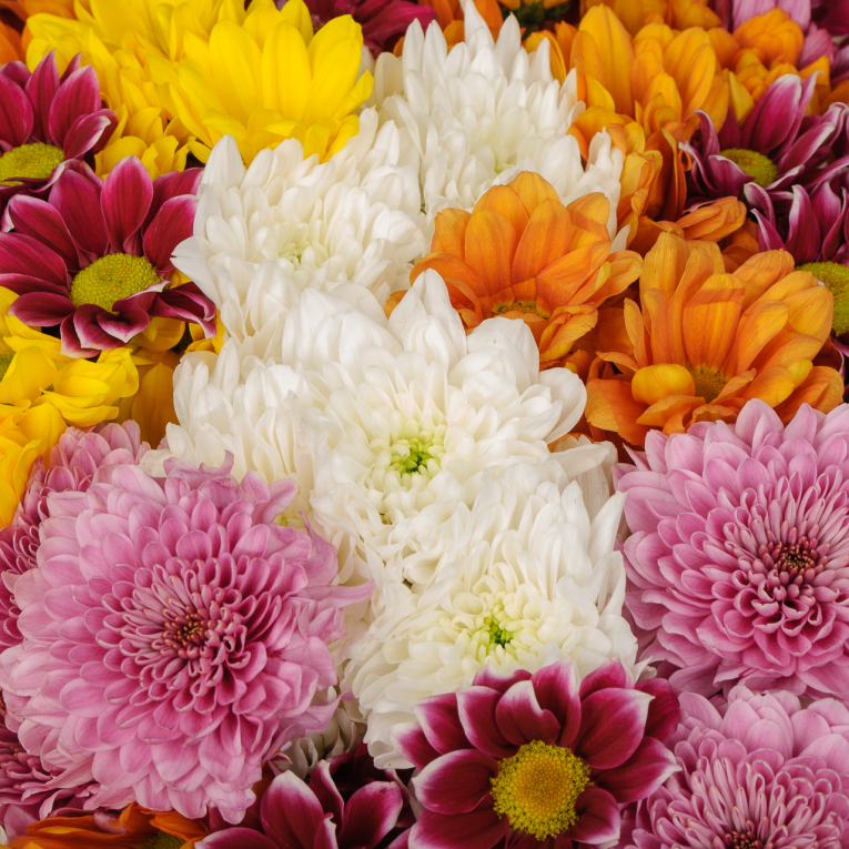 Букет 75 кустовых хризантем микс