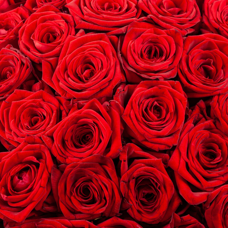 Букет в белой коробке Алые краски (101 роза)