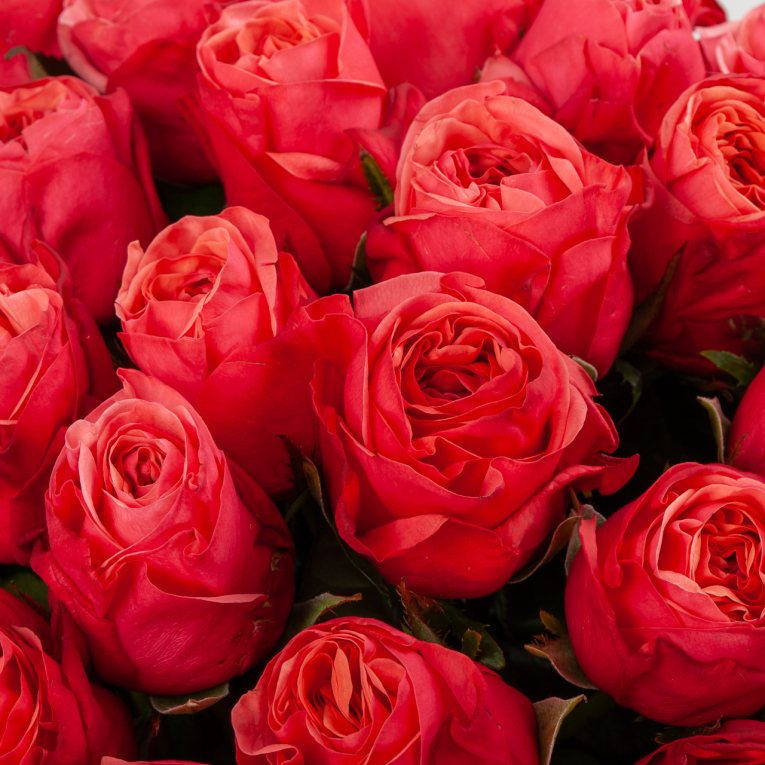 Букет 51 роза Клубничный пунш