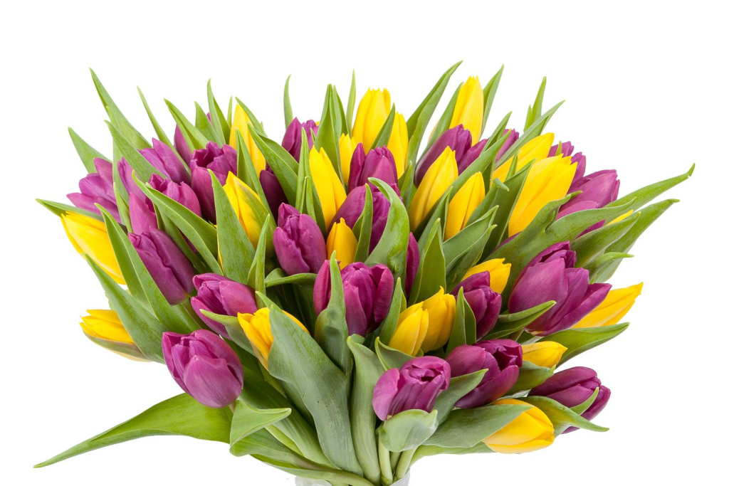 Букет 51 тюльпан, желто-фиолетовые