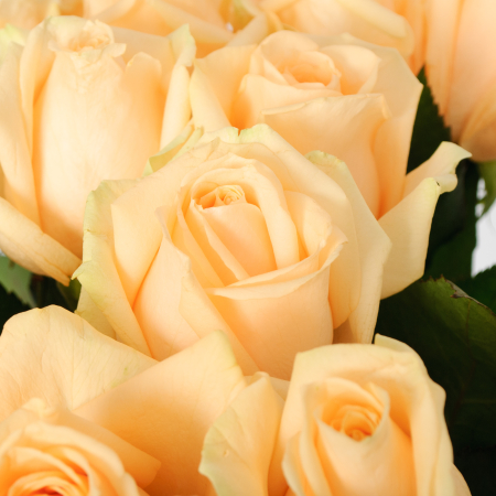 Букет 15 роз Пич Аваланш