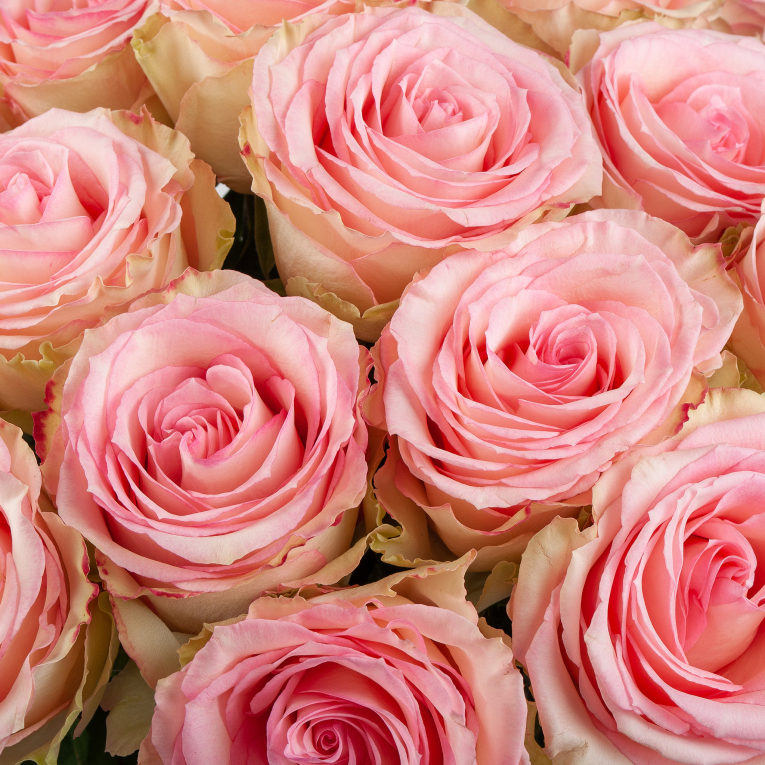 Букет 25 роз Эсперанс (Эквадор), 60 см