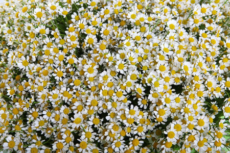 Букет 101 ромашка