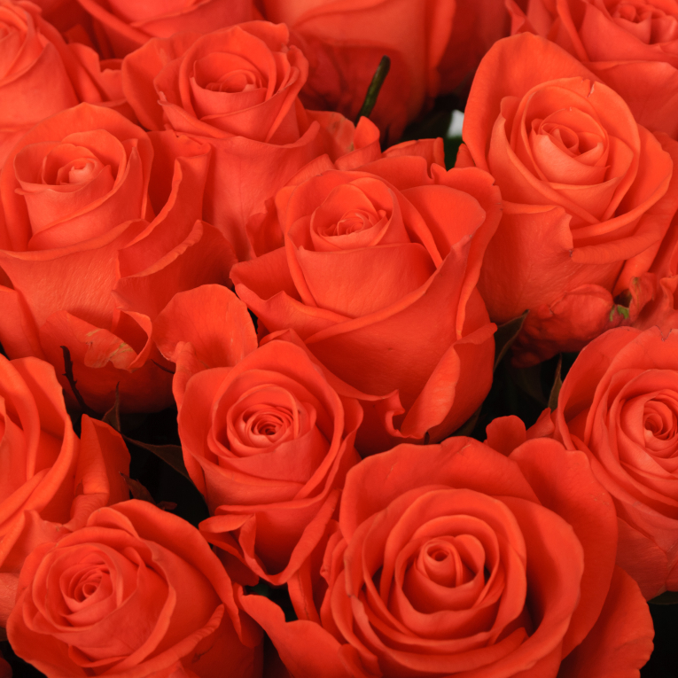 Букет 51 роза Вау