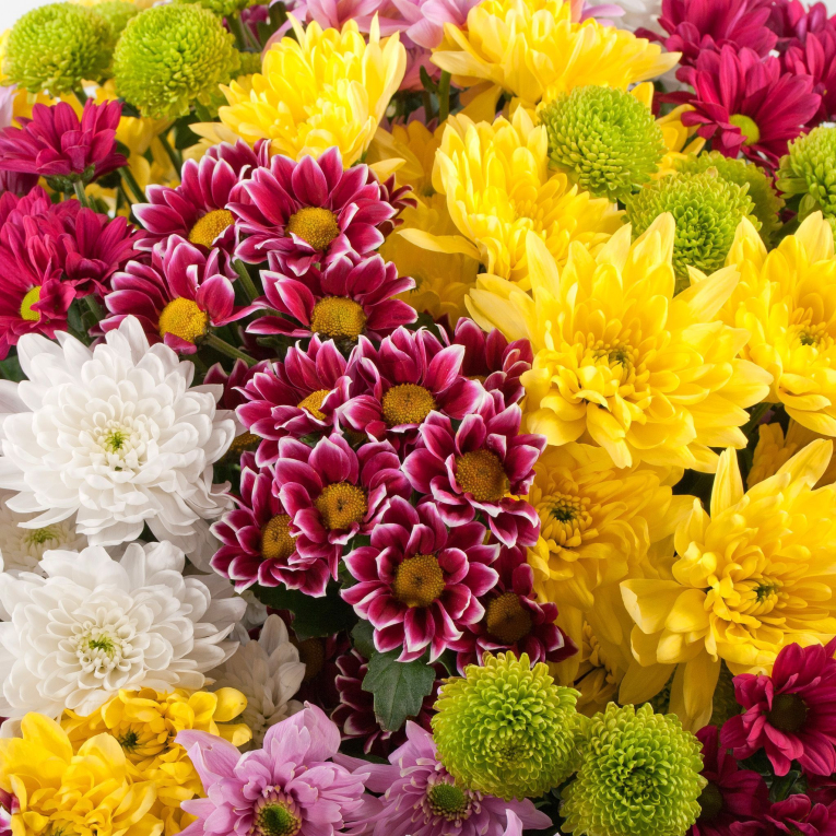 Букет 31 кустовая хризантема + Десерт в ПОДАРОК!