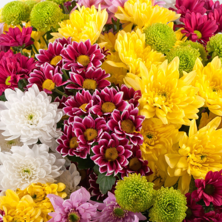 Букет 31 кустовая хризантема + Десерт в ПОДАРОК!