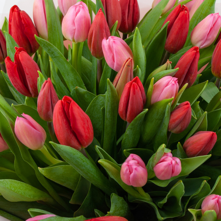 Букет 51 тюльпан Весенняя нежность