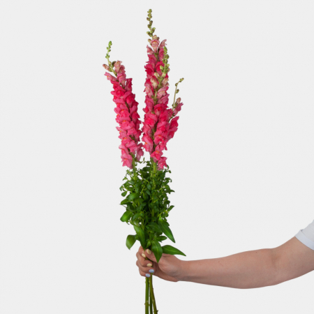 Антирринум розовый (3 шт.)