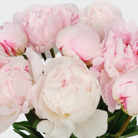 Букет из пионов 9 комплиментов