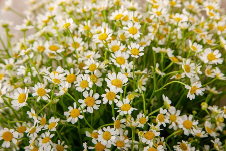 Букет 15 ромашек