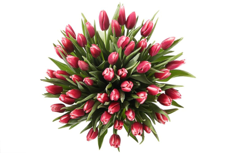Букет 51 королевский тюльпан, алые