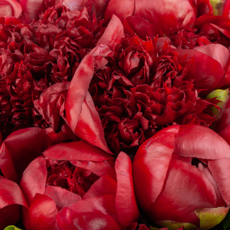 Букет из 33 пионов Тайное желание