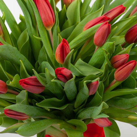 Букет 51 тюльпан Алое солнышко