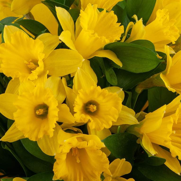 Букет Озеро Нарцисса